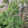Aralia Ming 3G