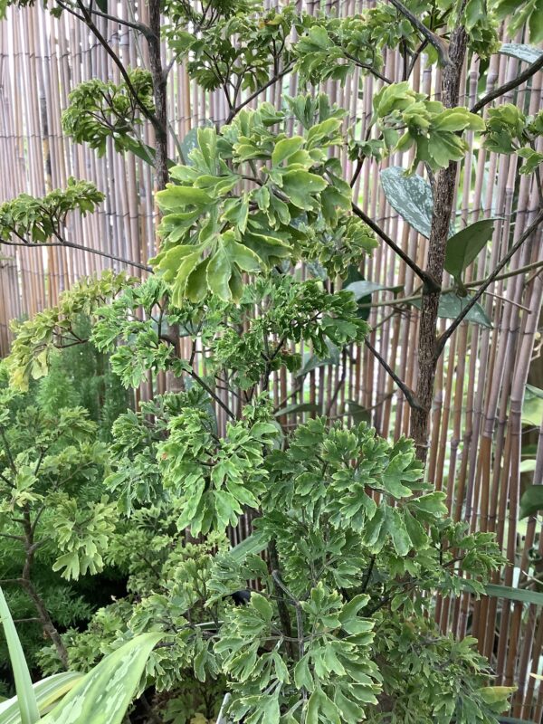 Aralia Ming 3G