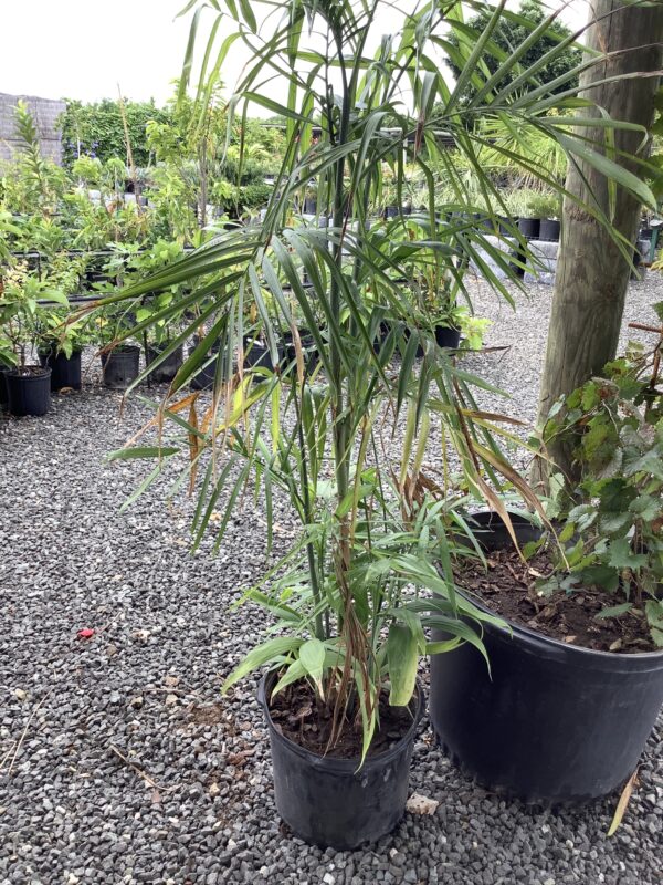 Bamboe palm 7G (Chamadorea Seifrizii)