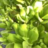 Beach Naupaka 1G (Scaevola frutescens) Sea lettuce - Beach Cabbage