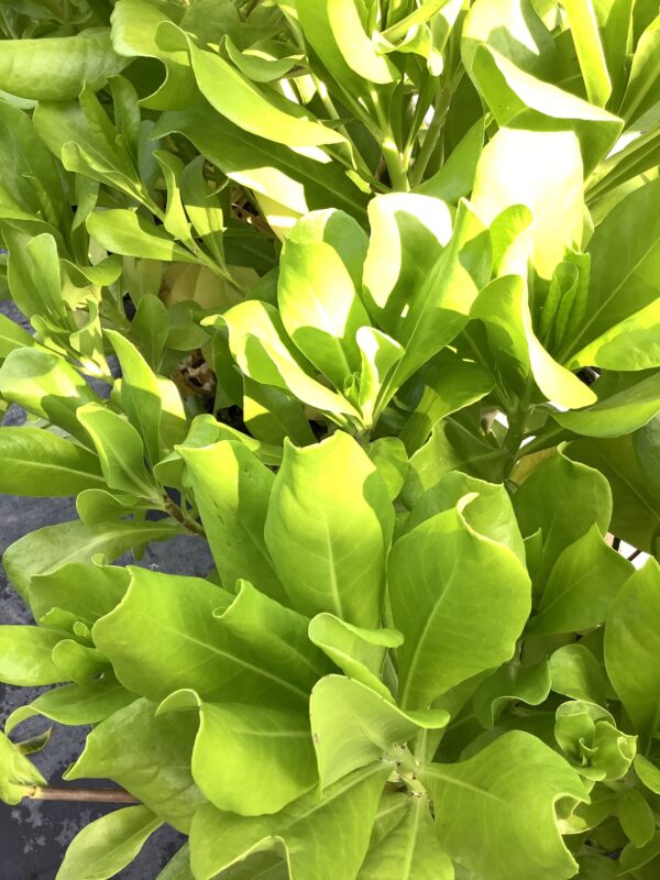Beach Naupaka 1G (Scaevola frutescens) Sea lettuce - Beach Cabbage