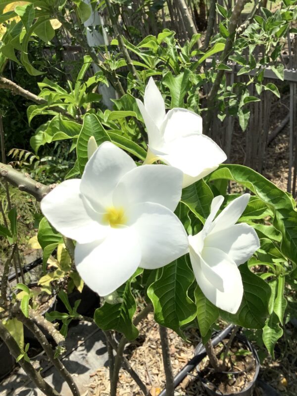 Bonairiaanse Oleander 3G (Plumeria Pudica)