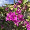 Bougainvillea op stam