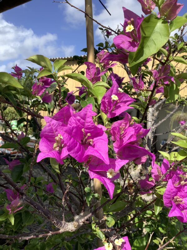 Bougainvillea op stam