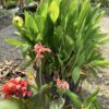 Canna Lily 25G