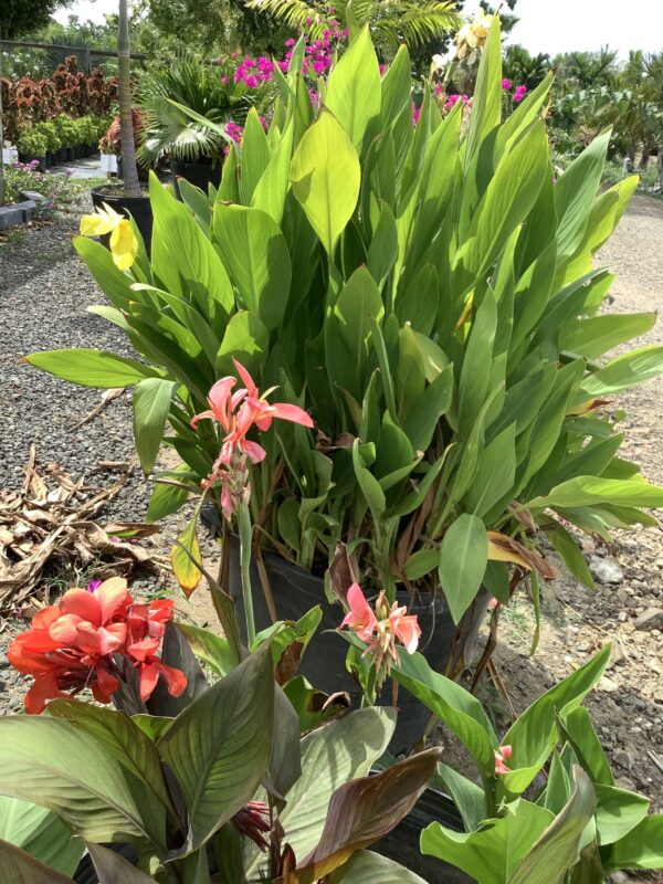 Canna Lily 25G