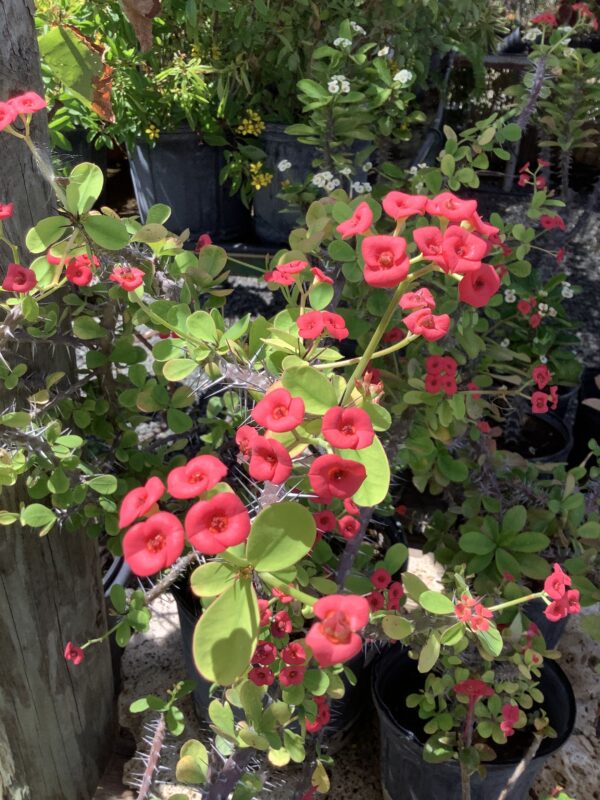 Euphorbia Christusdoorn 1G (Euphorbia Milii) divers