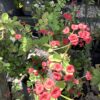 Euphorbia Christusdoorn 3G (Euphorbia Milii)