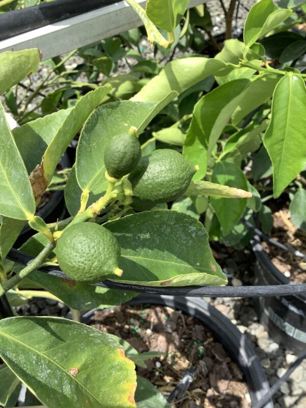 Citrus Key Lime 3G/7G (citrus aurantifolia)