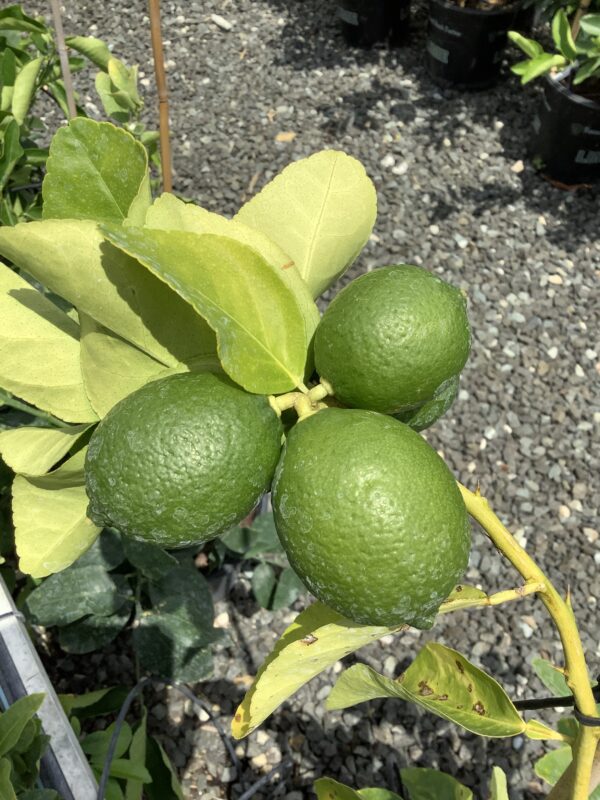 Citrus Persian Lime 3G/ 7G (citrus latifolia)