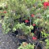 Jatropha 7G