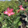 Desert Rose 3G (Adenium Obesum)