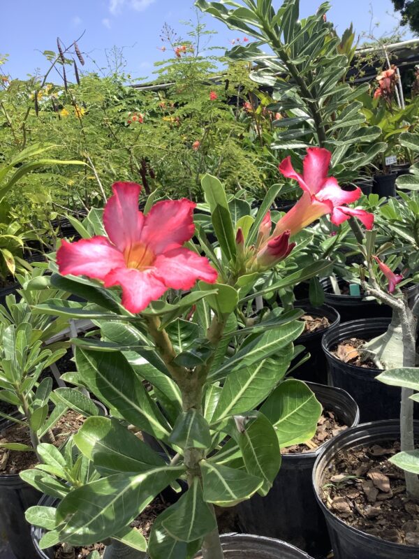 Desert Rose 3G (Adenium Obesum)