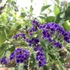 Duranta paars 3G(Duranta Erecta Saphire Showers)