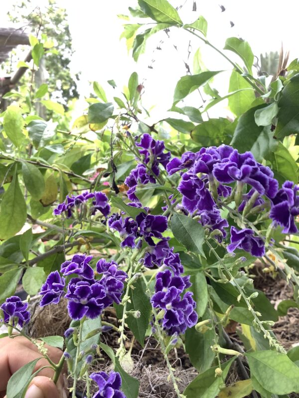 Duranta paars 3G(Duranta Erecta Saphire Showers)