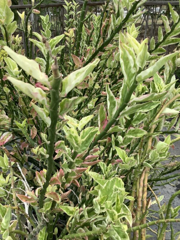 Euphorbia Tithymaloides Devil's Backbone 3G (Pedilanthus tithymaloides)