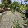 Ficus Alii op stam 7G (Ficus Alii)