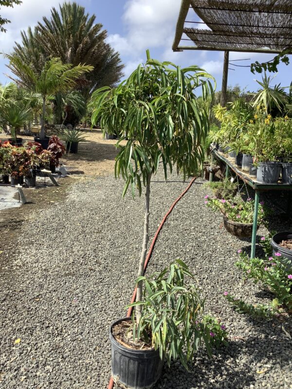Ficus Alii op stam 7G (Ficus Alii)
