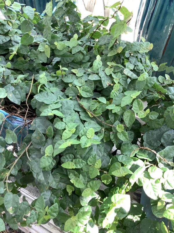 Ficus Repens - Creeping fig 1G (ficus pumila)