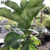 Ficus Lyrata Ficus sun coast or fiddle fig 7G