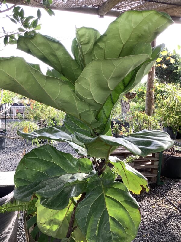 Ficus Lyrata Ficus sun coast or fiddle fig 7G