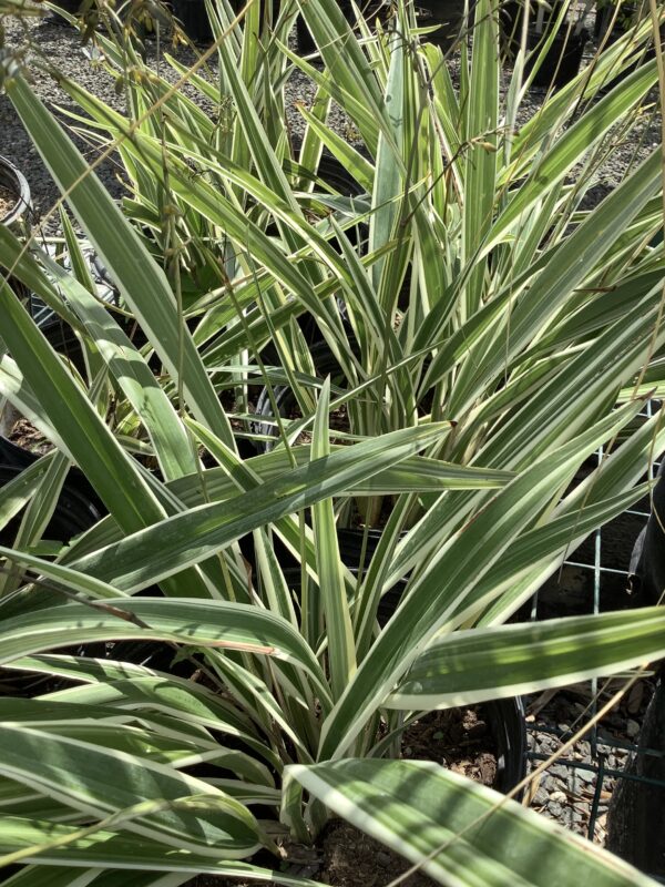 Flax lily 3G (Dianella tasmanica 'variegata')