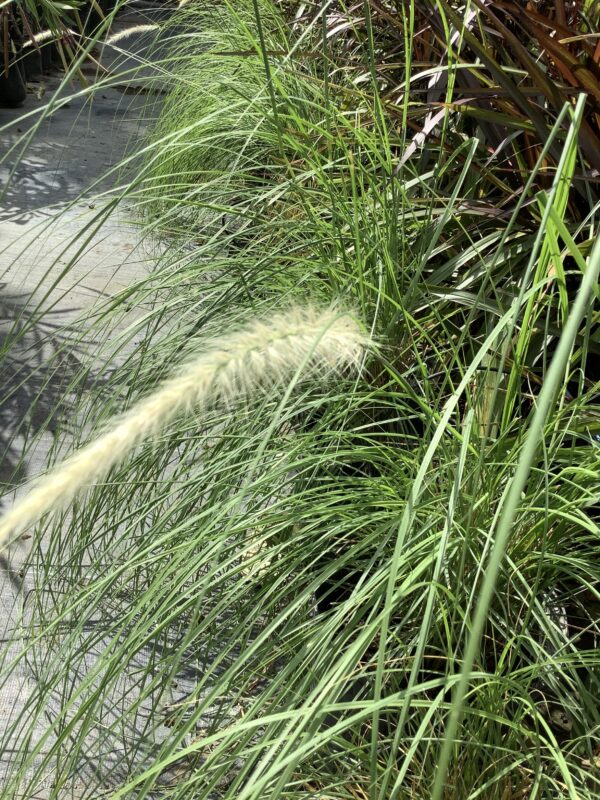 Fountaingrass 3G wit (Pennisetum)