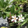 Frangipani dwerg 3G (Plumeria Obtusa 'dwarf')