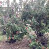 Jatropha 25G
