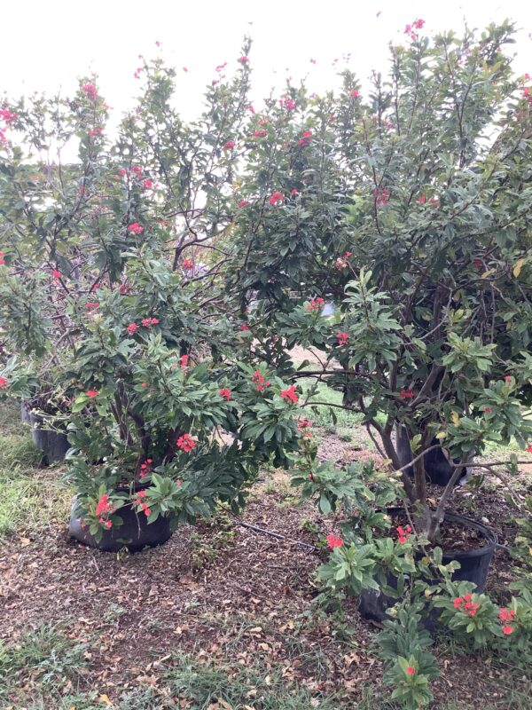 Jatropha 25G