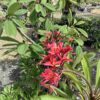 Frangipani 3G (Plumeria rubra)