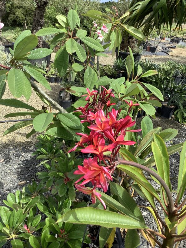 Frangipani 3G (Plumeria rubra)