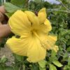 Hibiscus 1G (Hibiscus rosa-sinensis)