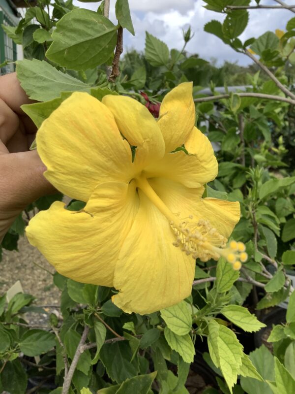 Hibiscus 1G (Hibiscus rosa-sinensis)