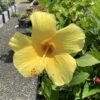 Hibiscus 3G (Hibiscus rosa-sinensis)