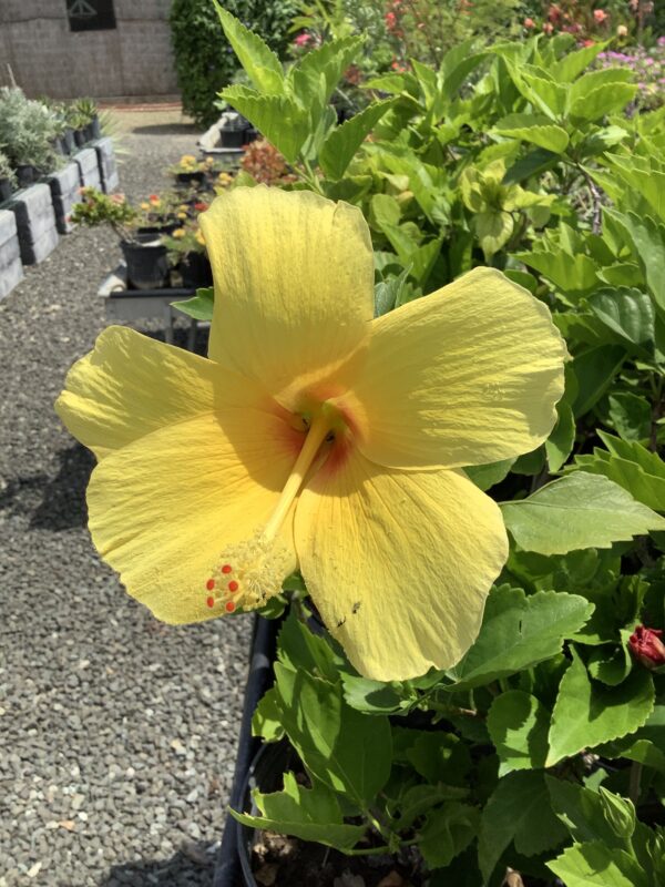 Hibiscus 3G (Hibiscus rosa-sinensis)