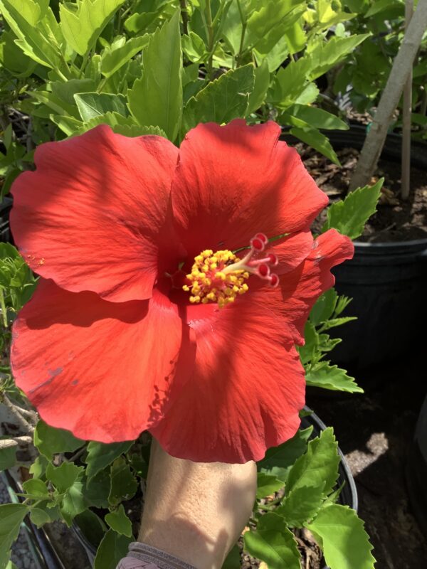 Hibiscus 7G (Hibiscus rosa-sinensis)
