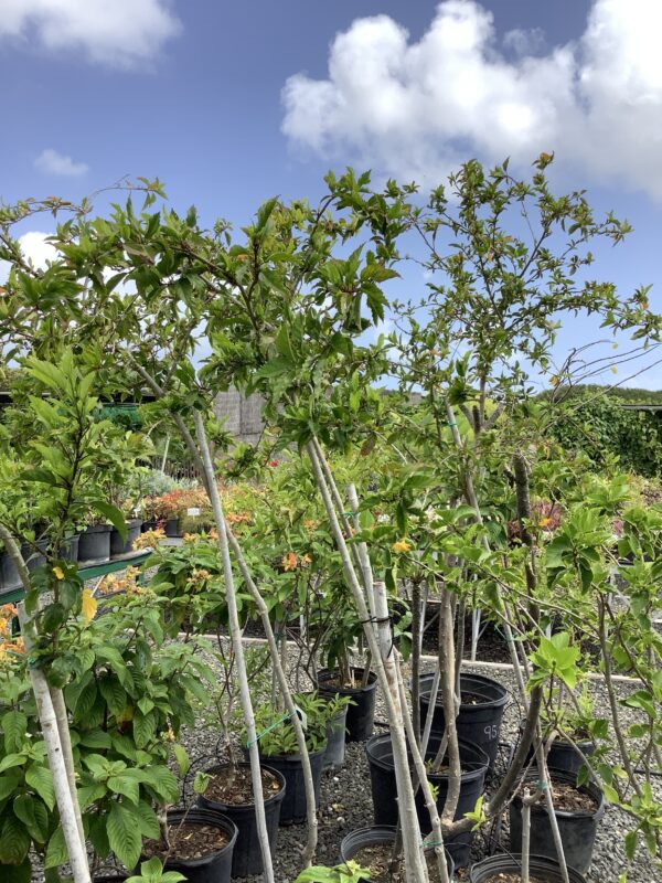 Hibiscus op stam 15G (Hibiscus rosa-sinensis)