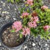 Ixora minidwarf 3G (Ixora Taiwanensis)