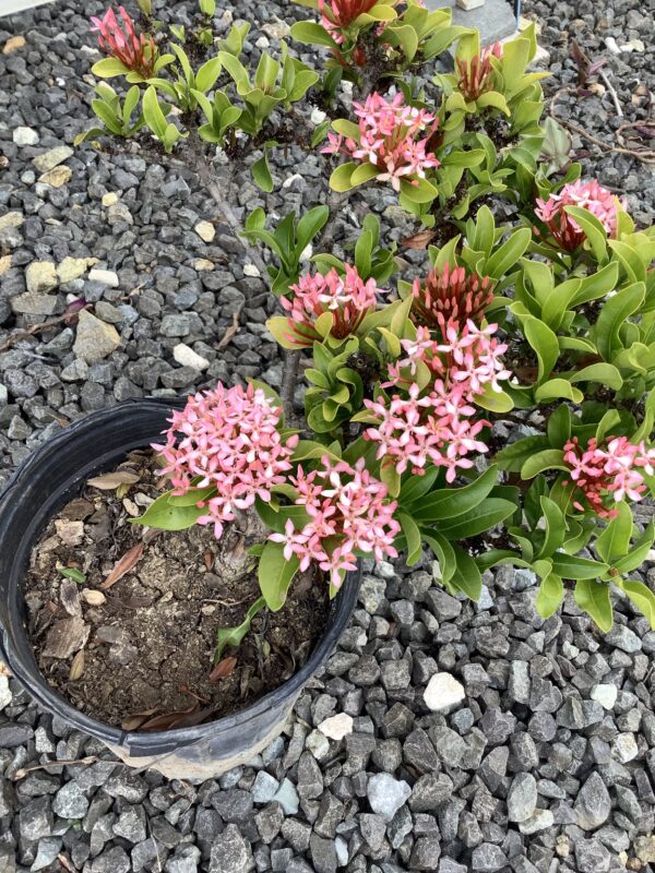 Ixora minidwarf 3G (Ixora Taiwanensis)