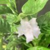 Jasmine coffee rose  - Tabernaemontana divaricata 3G