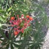 Jatropha Koraal (Jatropha Multifida) 7G