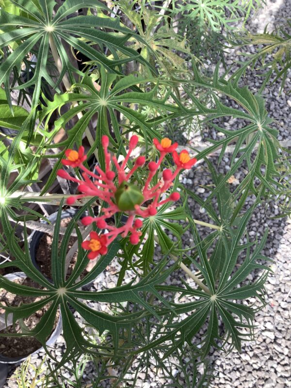 Jatropha Koraal (Jatropha Multifida) 7G