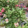 Jatropha 3G