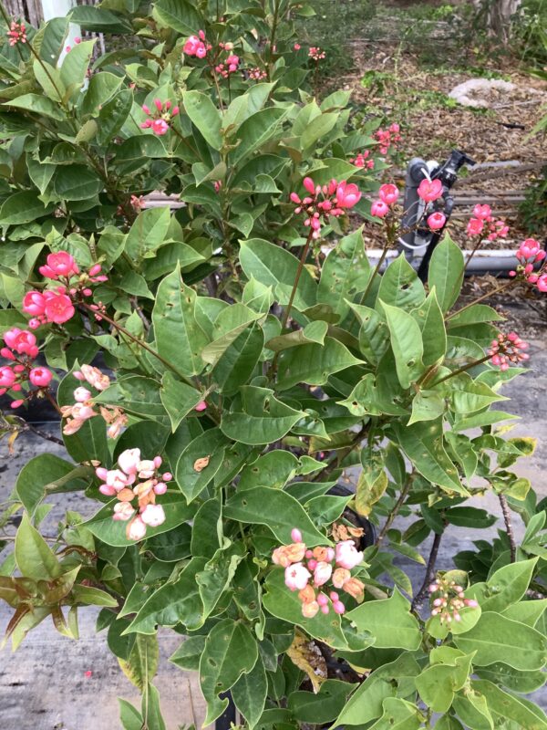 Jatropha 3G