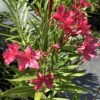 Oleander 3G (Nerium Oleander)