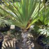 Pandanus  15G