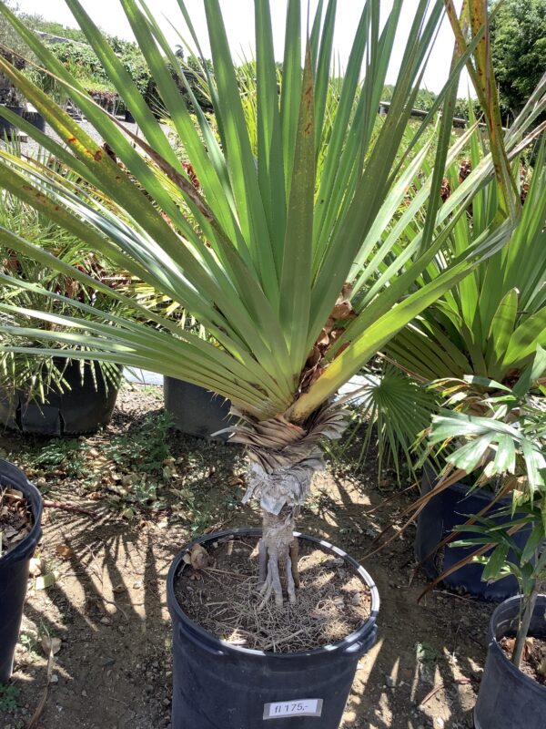 Pandanus  15G
