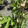 Passion fruit 7G (passiflora edulis)