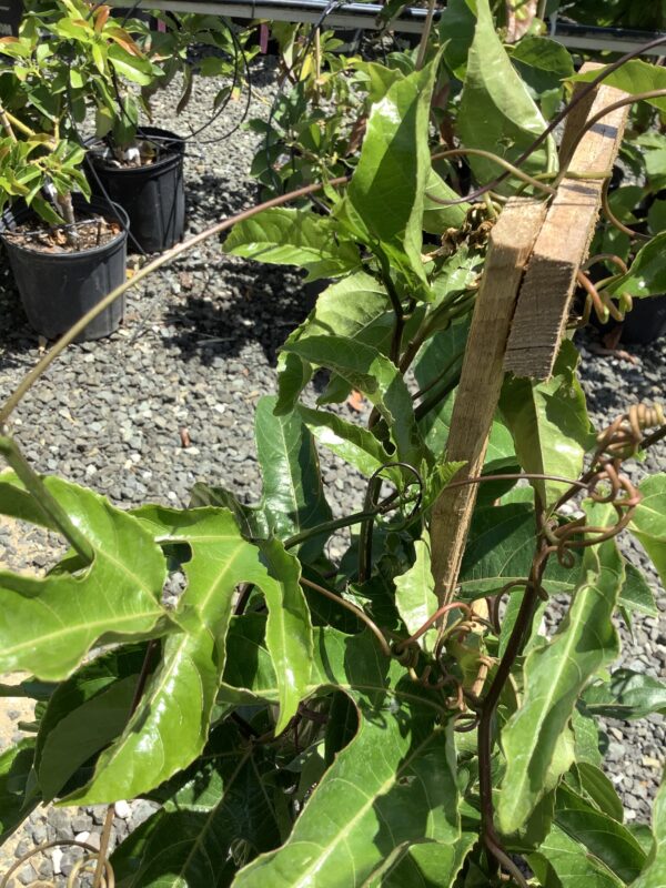 Passion fruit 7G (passiflora edulis)